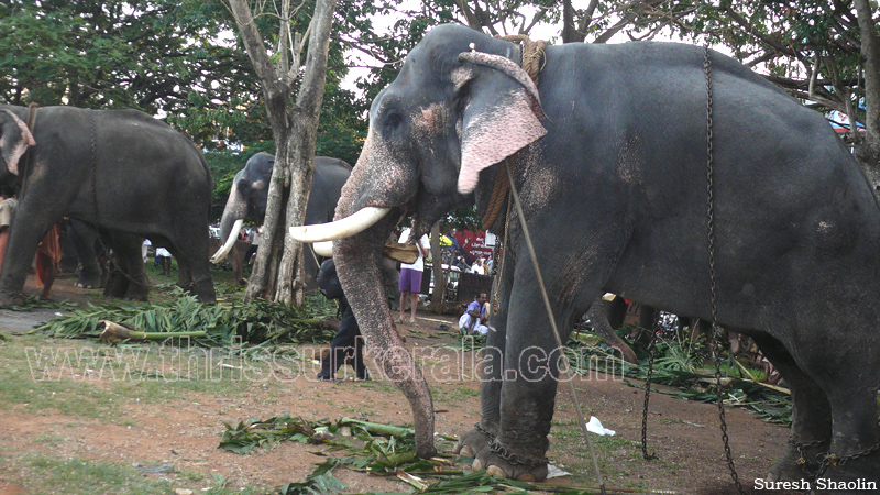 thrissur-pooram-2011- (10)